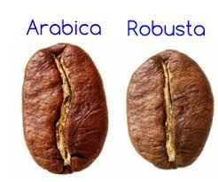 Arabica and Robusta