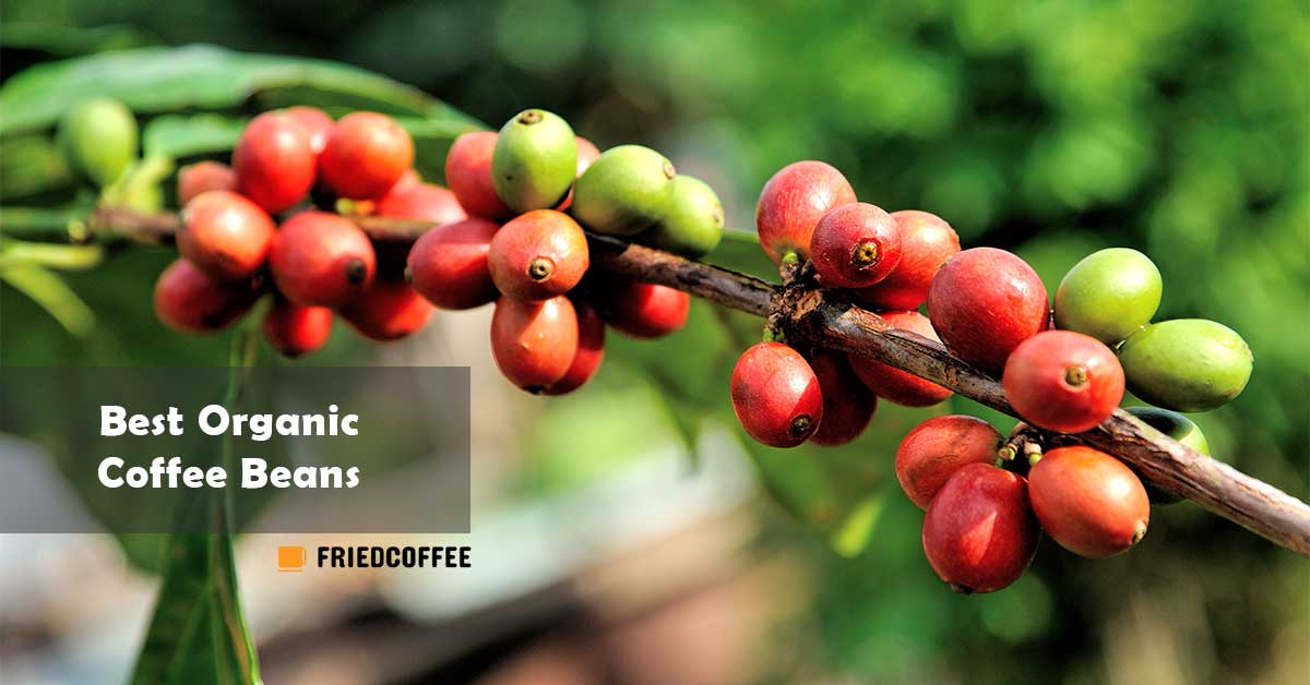 The Best Organic Coffee Beans [100 Certified] Friedcoffee