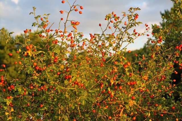 Coffee growing in Kenya