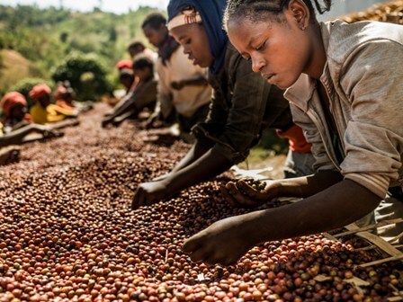 Coffee Sorting Process Kenya