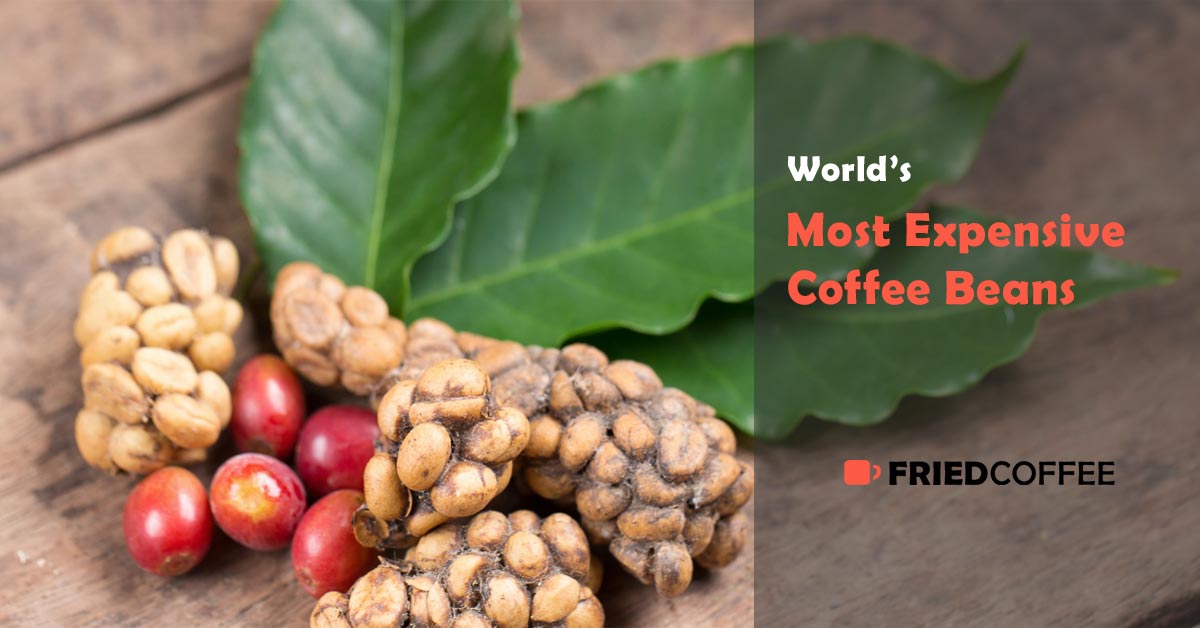 World's Most Expensive Coffee Beans