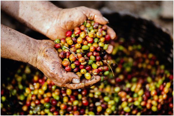 Processing beans